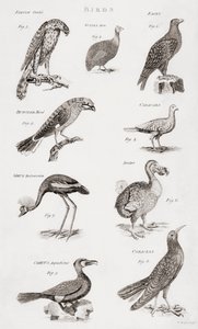 鳥の種類 作： Unbekannt Unbekannt